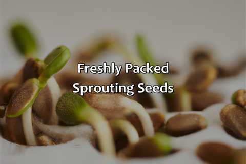 Freshly Packed Sprouting Seeds