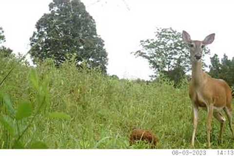 Trail Cam Video of Wildlife on a Homestead in Middle Tennessee 24.