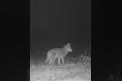 Coyote Surprised by the Trail Camera, Isn''t Sticking Around