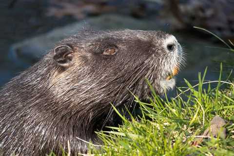 Beavers: Are They Dangerous?