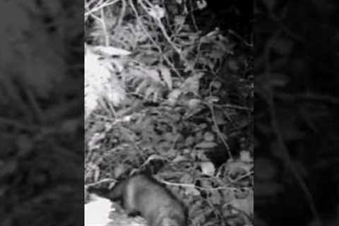 My first time ever Long-tailed Weasel recorded by trail camera #trailcam#weasel