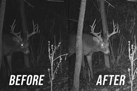 How To Get The BEST Night Trail Camera Pictures (From Any Brand)