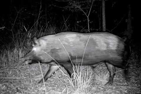 HOGZILLA and other Alabama Wildlife (Trail Camera Videos)