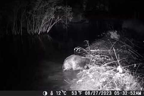 Long video of Beaver Dam construction trail camera by the ultimate Engineers