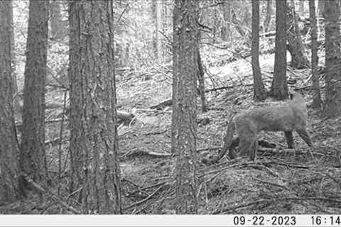 Trail Camera Video Oct 2, 2023