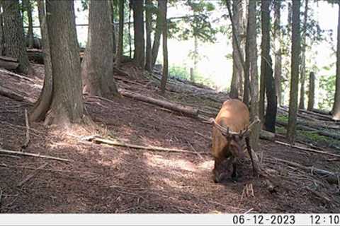 Trail Camera Video Oct 17, 2023 Part II