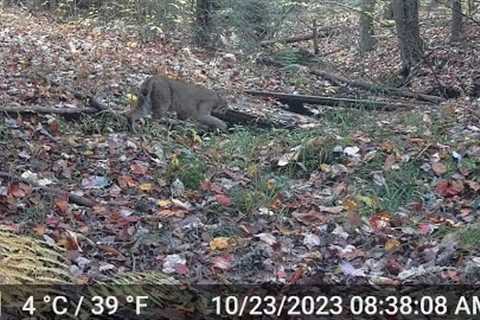 Jefferson Township, PA Trail Cam Footage- 15Oct2023-03Nov2023