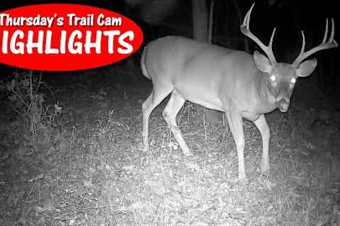 Buck Shows-Off, Bobcat Passes Camera, Turkey Flock, Fox : Thursday''s Trail Cam Highlights: 11.9.23