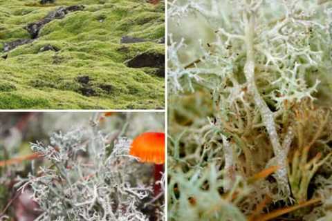 What Eats Lichen? These 18 Species Will