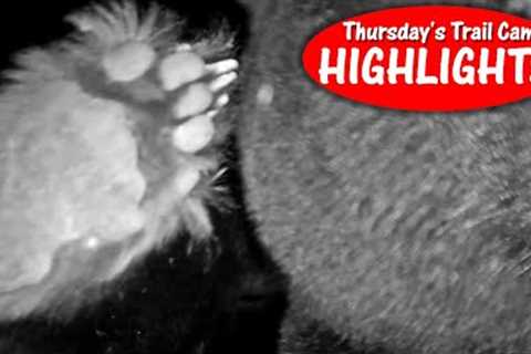 HuntingFarmer VS Black Bear! Best Camera Position WINS: Thursday Trail Cam Highlights 11.30.23