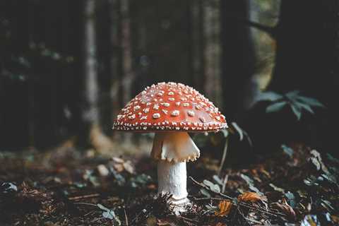 Adventurous Mushroom Foraging: How to Be Bold Without Being Careless