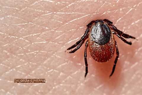 Red Meat Allergies from Tick Bites Are on the Rise. It Fits Conveniently into an Agenda