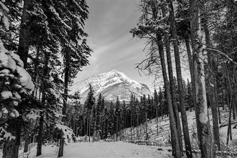 What Can You Forage for High-Protein Wilderness Meals?