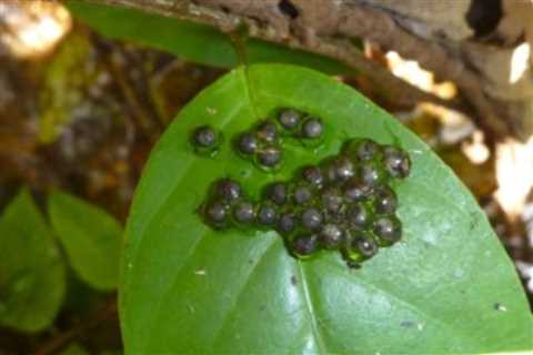 New Species Alert: This Tiny Frog Has Fangs