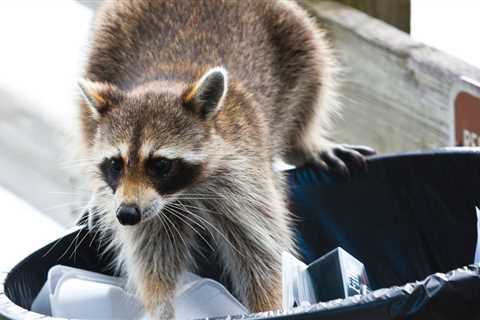 Can You Eat Raccoon in an Emergency?