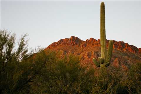 An Awesome Cactus, Great Trails, and Culture: Here’s Why Saguaro National Park is Worth Visiting