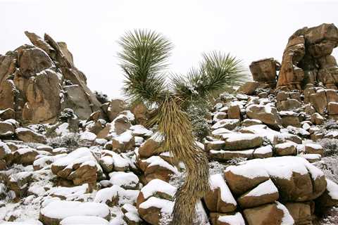 Beautiful Snowy Scenes from Joshua Tree National Park: How Rare is it?