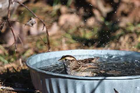 Thriving Garden Tips With Scarce Water Resources