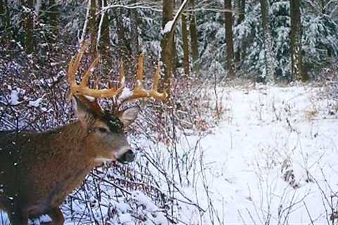 Flintlock Rifle Deer Hunting 2024 - Bucks In The Snow - The Big Buck On Trail Camera! Pennsylvania