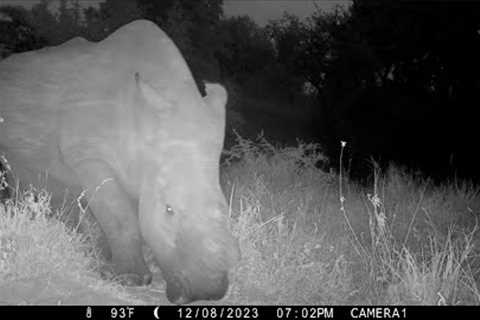 Leopard, Rhino, Elephant and Buffalo captured on Trail camera at Mala Mala!