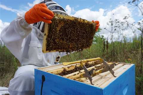 Beekeeping for Beginners: How to Keep Healthy and Happy Bees