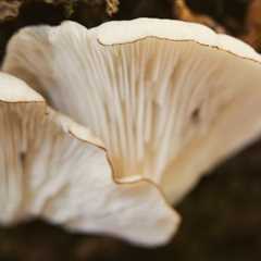 Oyster Mushroom Identification and Common Look-Alikes