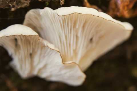 Oyster Mushroom Identification and Common Look-Alikes