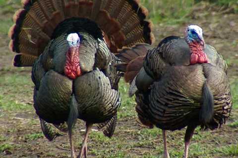 How to Stop a Wild Turkey