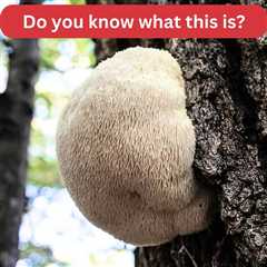 Lion’s Mane Mushroom Identification and Common Look-Alikes