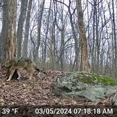 Our Backyard Animals Trail Camera Videos - New England Coyotes, deer and a raccoon.