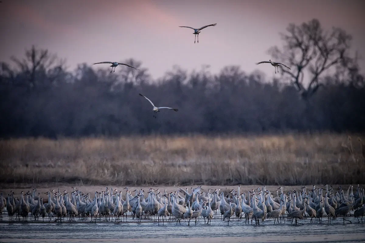 Over a Million Sandhill Cranes Are Descending on Nebraska—Here’s How to Experience It