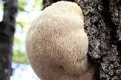 Lion’s Mane Mushroom Identification and Common Look-Alikes