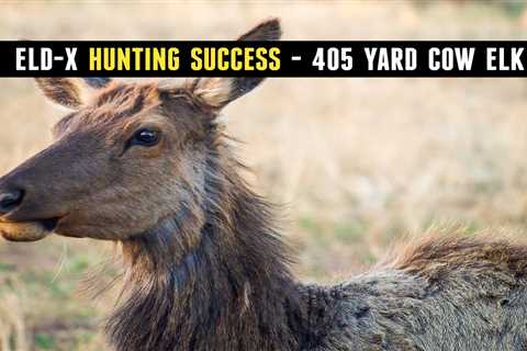 Success: Hornady 178gr ELD-X on Elk at 405 yards (30-06)