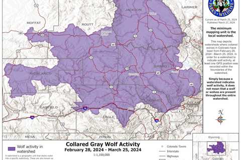 Colorado Officials on Wolf Restoration: No Wolf or Livestock Mortalities