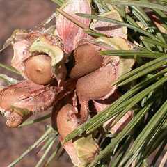 How to Harvest Your Own Pine Nuts in the Wild
