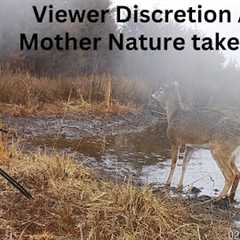 Deer fights for its life at the watering hole Trail Cam Compilation
