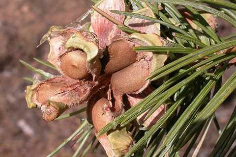 How to Harvest Your Own Pine Nuts in the Wild