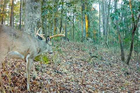 Deer Trail in Alabama (Trail Cam 2023-2024)
