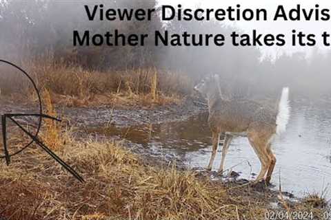 Deer fights for its life at the watering hole Trail Cam Compilation