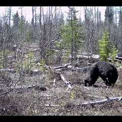 Trail Camera Video – May 11, 2024