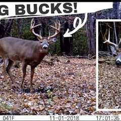 My 10 BEST Whitetail Deer Buck Clips | Trail Cam Videos