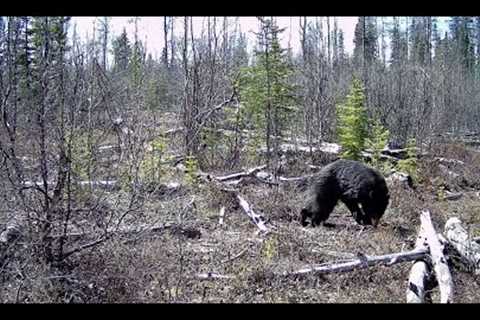 Trail Camera Video – May 11, 2024