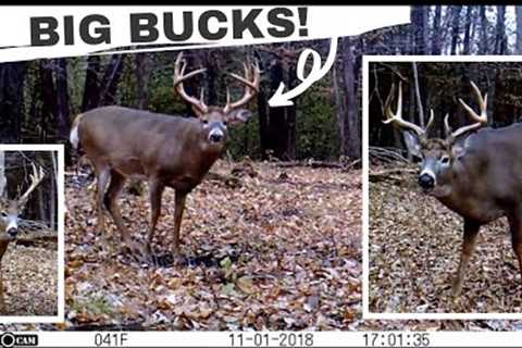 My 10 BEST Whitetail Deer Buck Clips | Trail Cam Videos