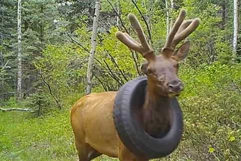 Elk Freed From Tire Stuck Around Its Neck for Years