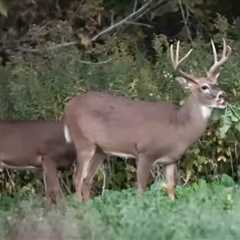 #1 Food Plot ‘Must Do’ For A July Food Plot