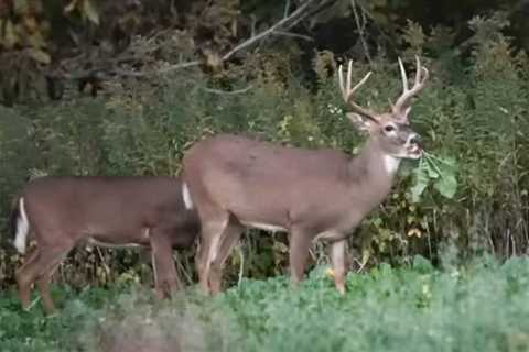 #1 Food Plot ‘Must Do’ For A July Food Plot