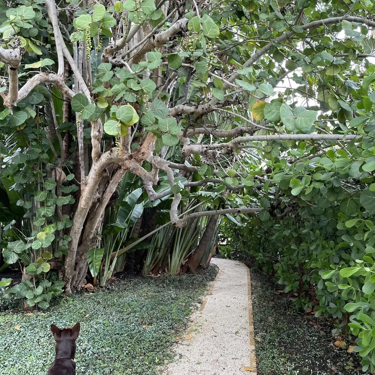 Can You Find the Hidden Iguana in This Photo?