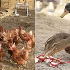 Raising Chickens vs. Ducks – I Look at Every Aspect