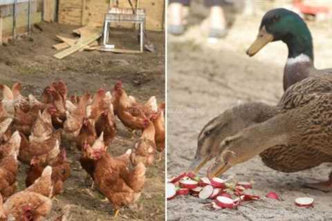 Raising Chickens vs. Ducks – I Look at Every Aspect