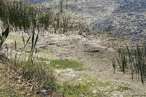 Can You Find the Gator Hanging out in the Swamp?